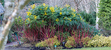 Tapeley Park Gardens