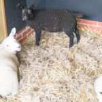 Our Growing Lambs