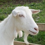 Donate for our Goats