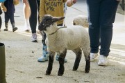 Lambs on leads