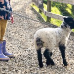 Lambs on leads