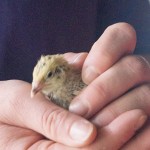 Quail on the farm