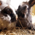 Our rabbits love to be groomed