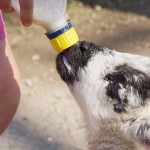 Bottle feed our lambs