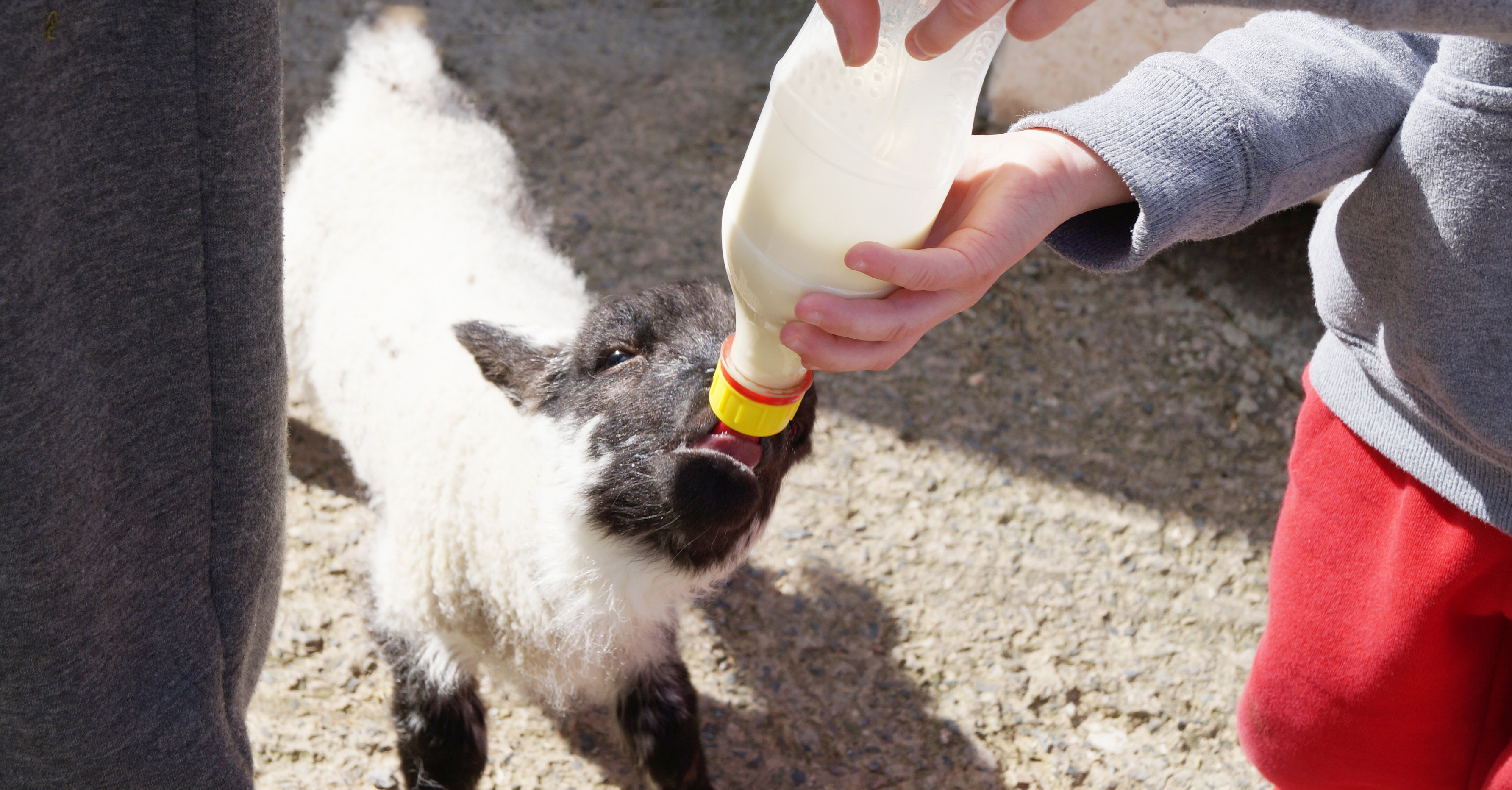 bottle_feeding_lambs-001.jpg