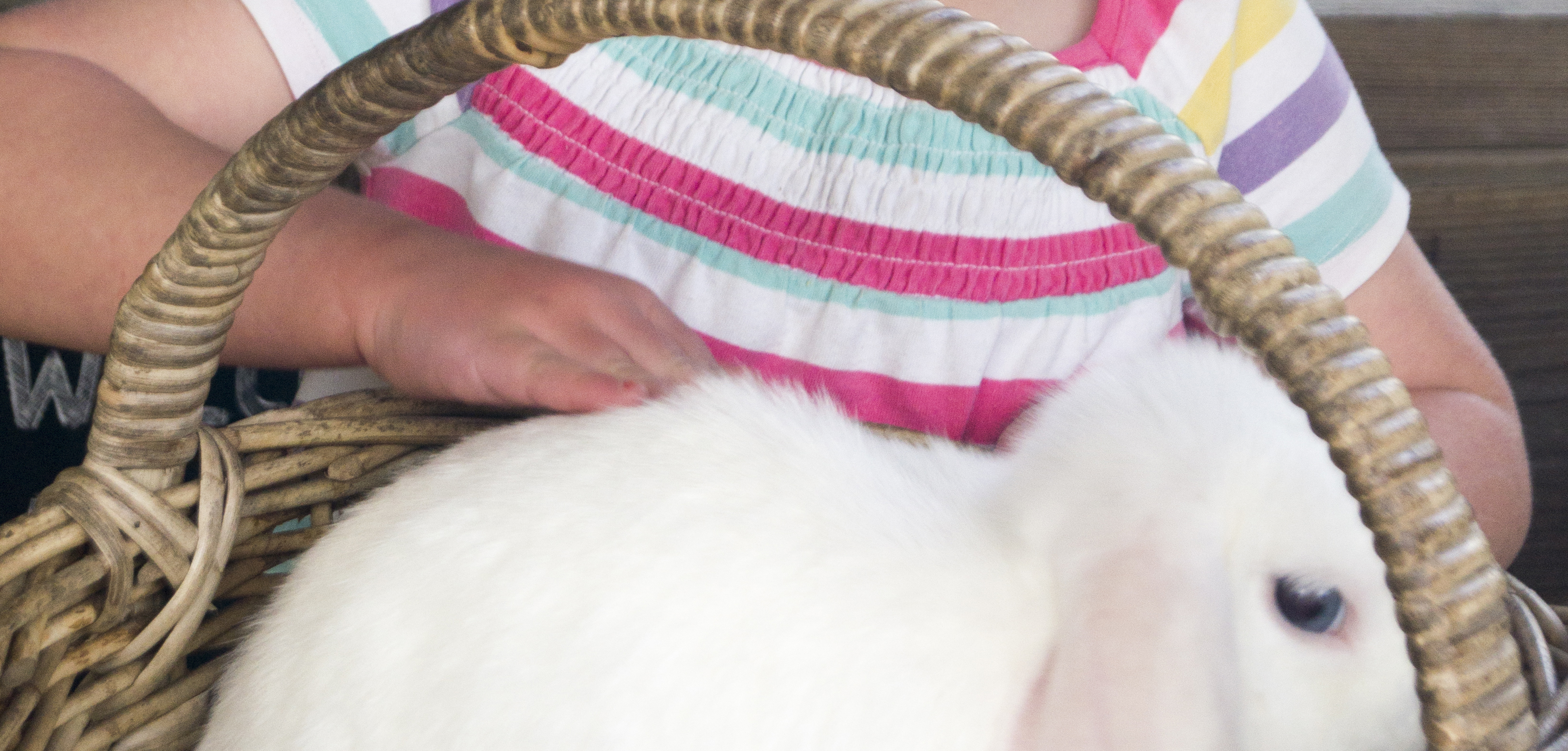 Activity of the day at North Hayne Farm Cottages