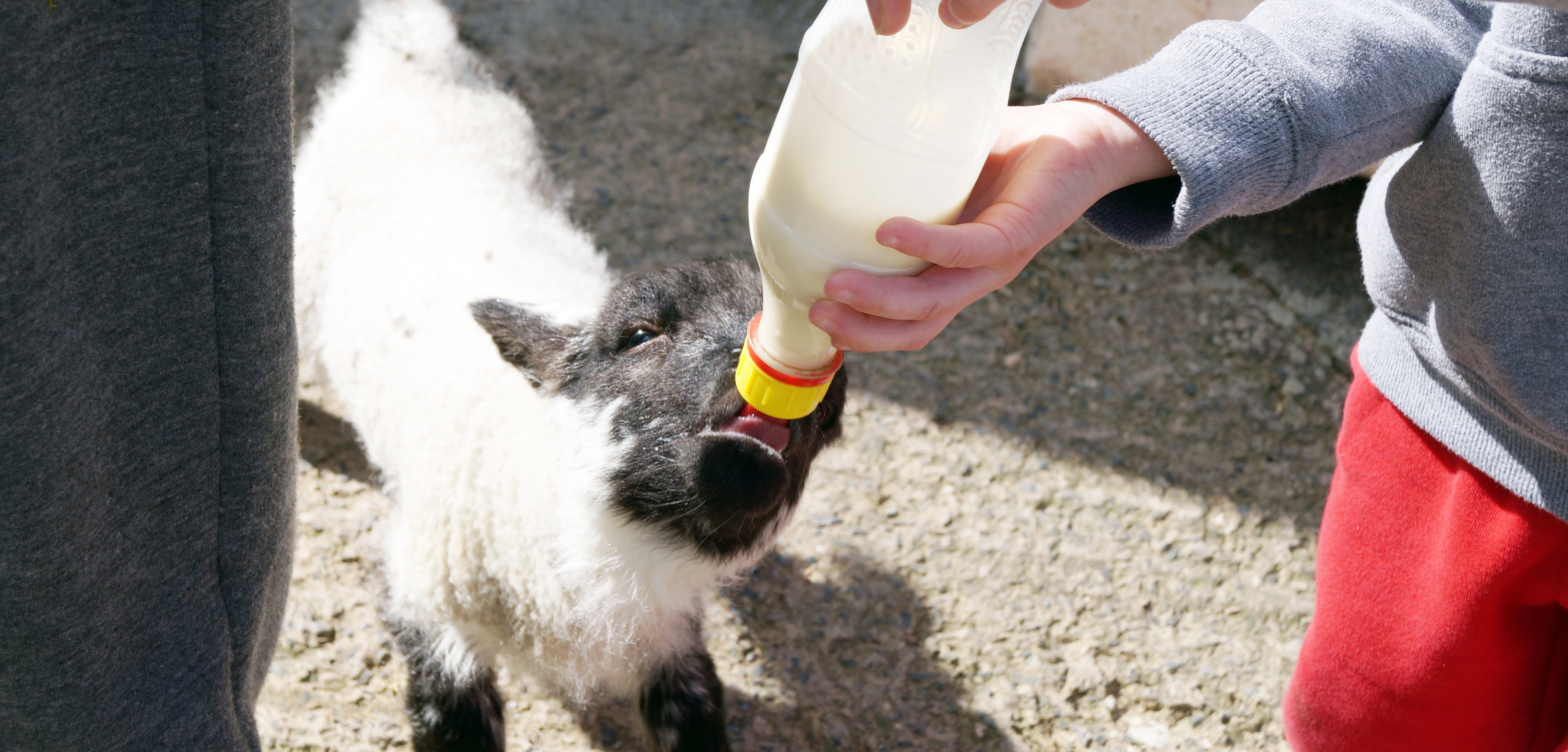 Bottle feed our lambs at North Hayne Farm Cottages