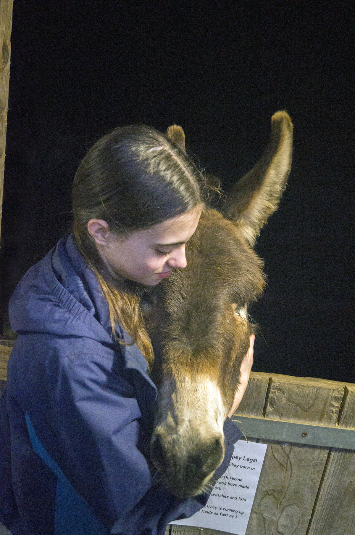 Donkeys are great for hugs