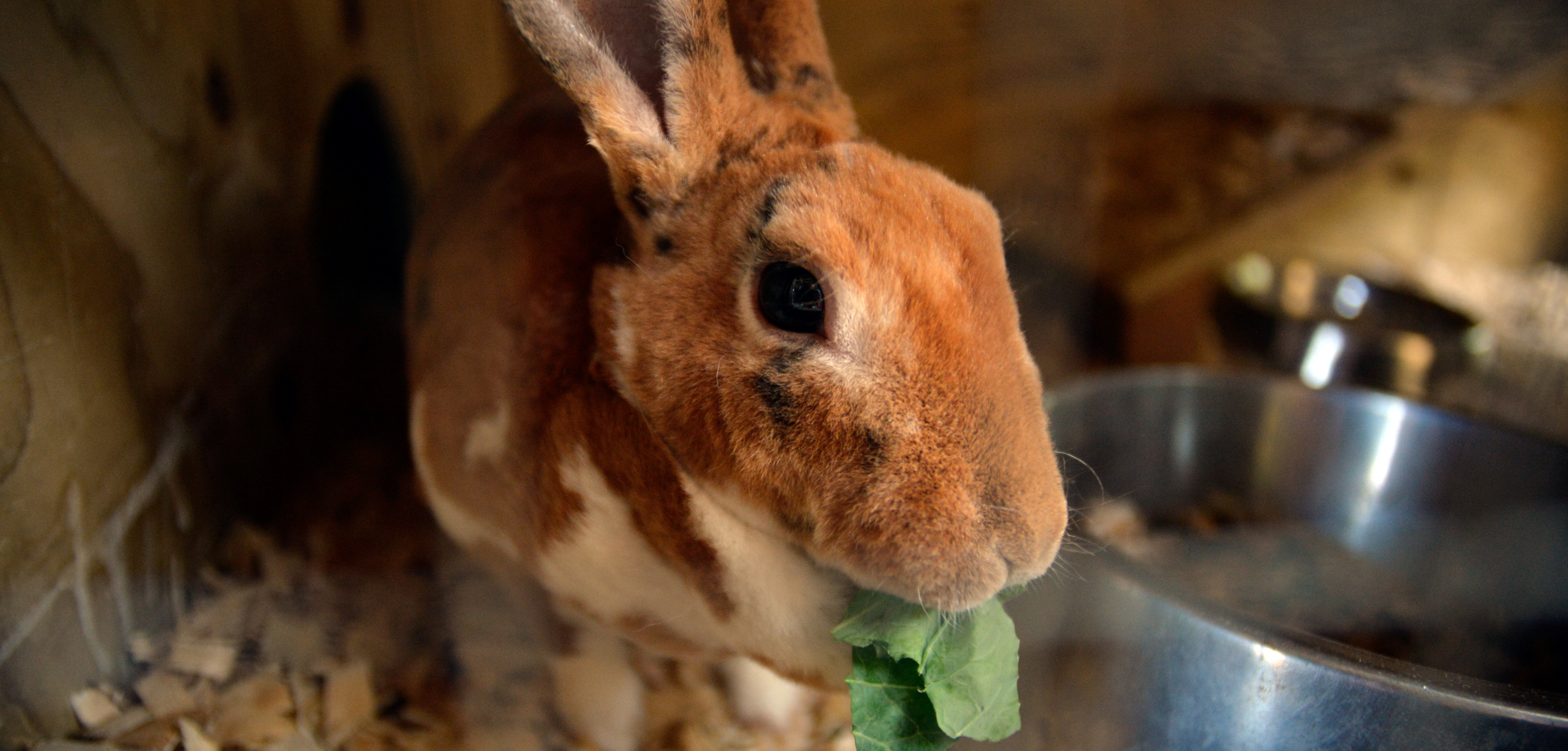 Twice daily animal feeding